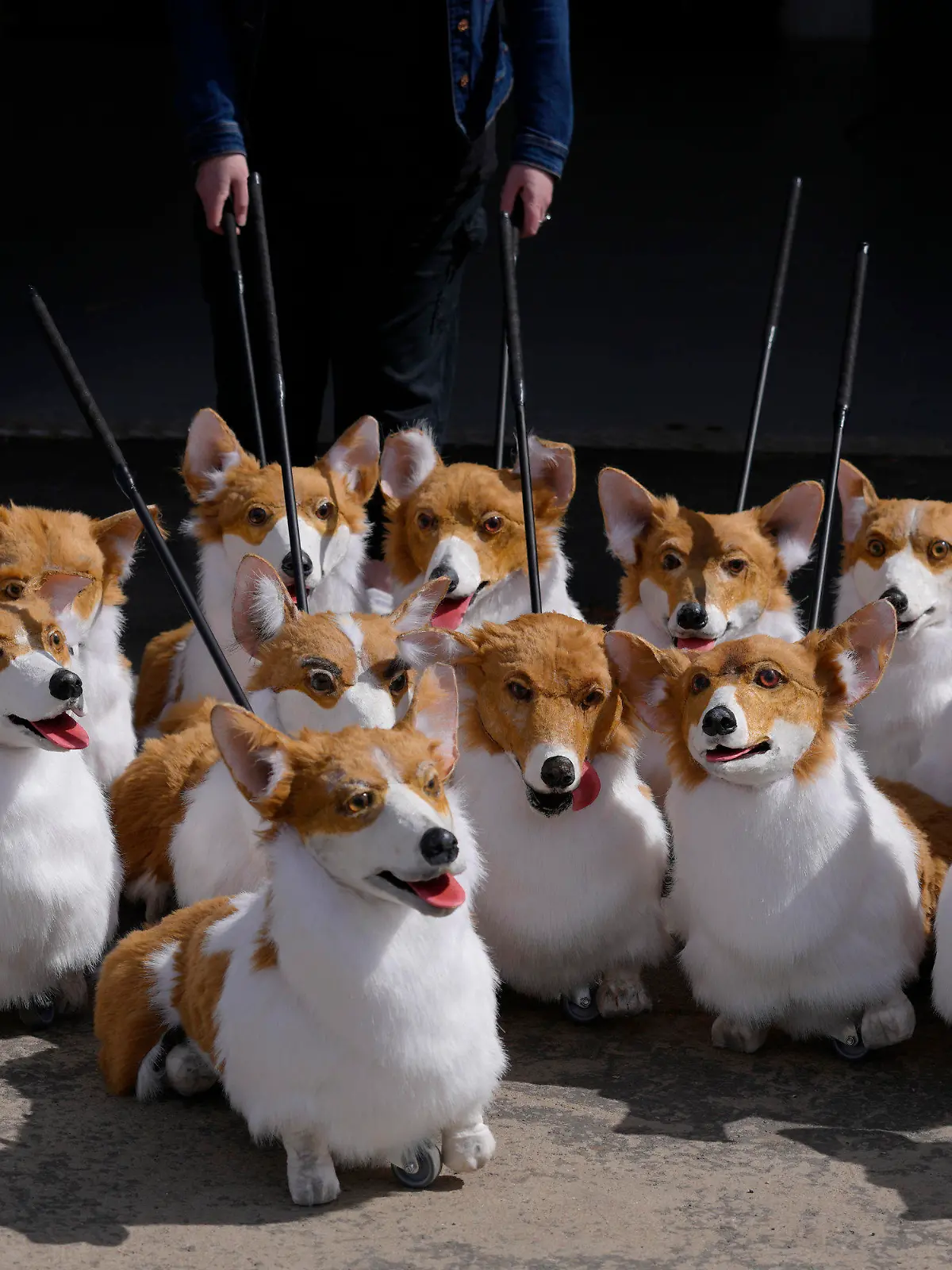 A group of corgi puppets made by puppet maker Louise Jones each one an individual and based on past and present Royal corgis, part of 'The Queen's Favourites' for the Platinum Jubilee Pageant, in Coventry, England, May 5, 2022. (AP Photo/Kirsty Wigglesworth)