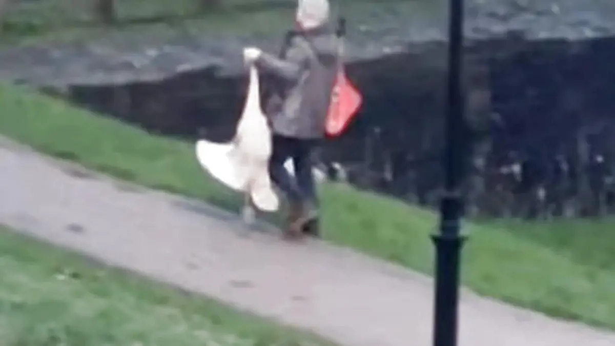 Mann klaut Schwan aus Park und zieht ihn am Hals davon