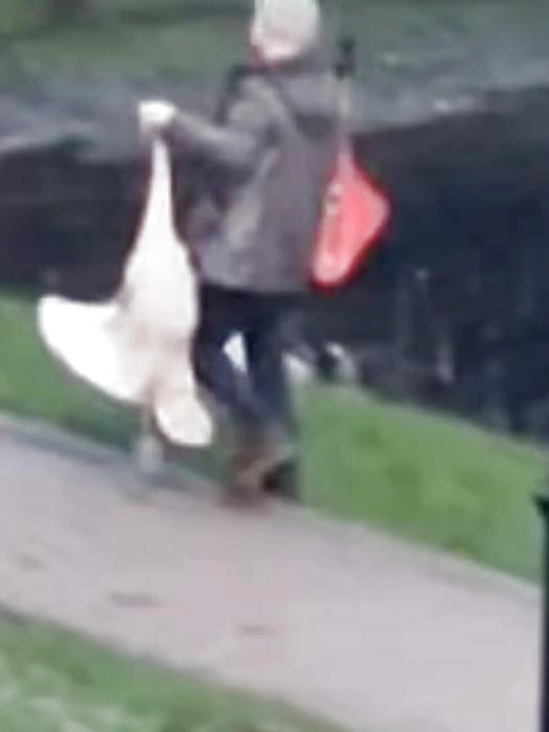 Mann klaut Schwan aus Park und zieht ihn am Hals davon