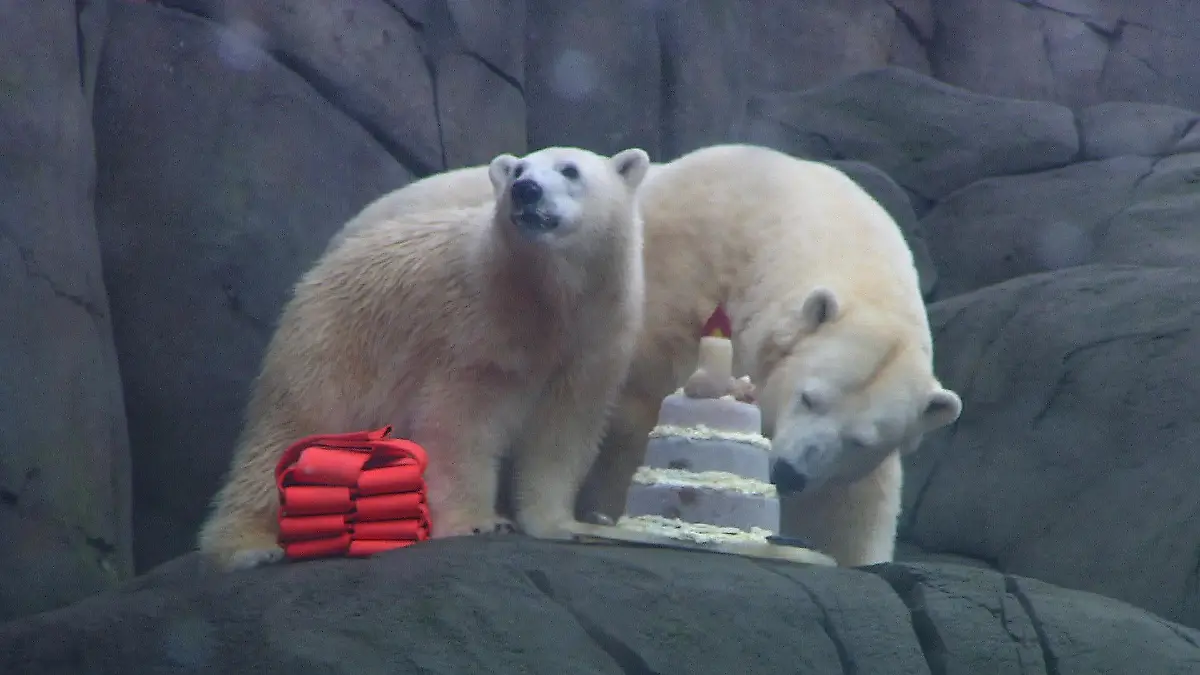 Eisbärin Anouk aus dem Tierpark Hagenbeck hat am 19. Dezember Geburtstag.