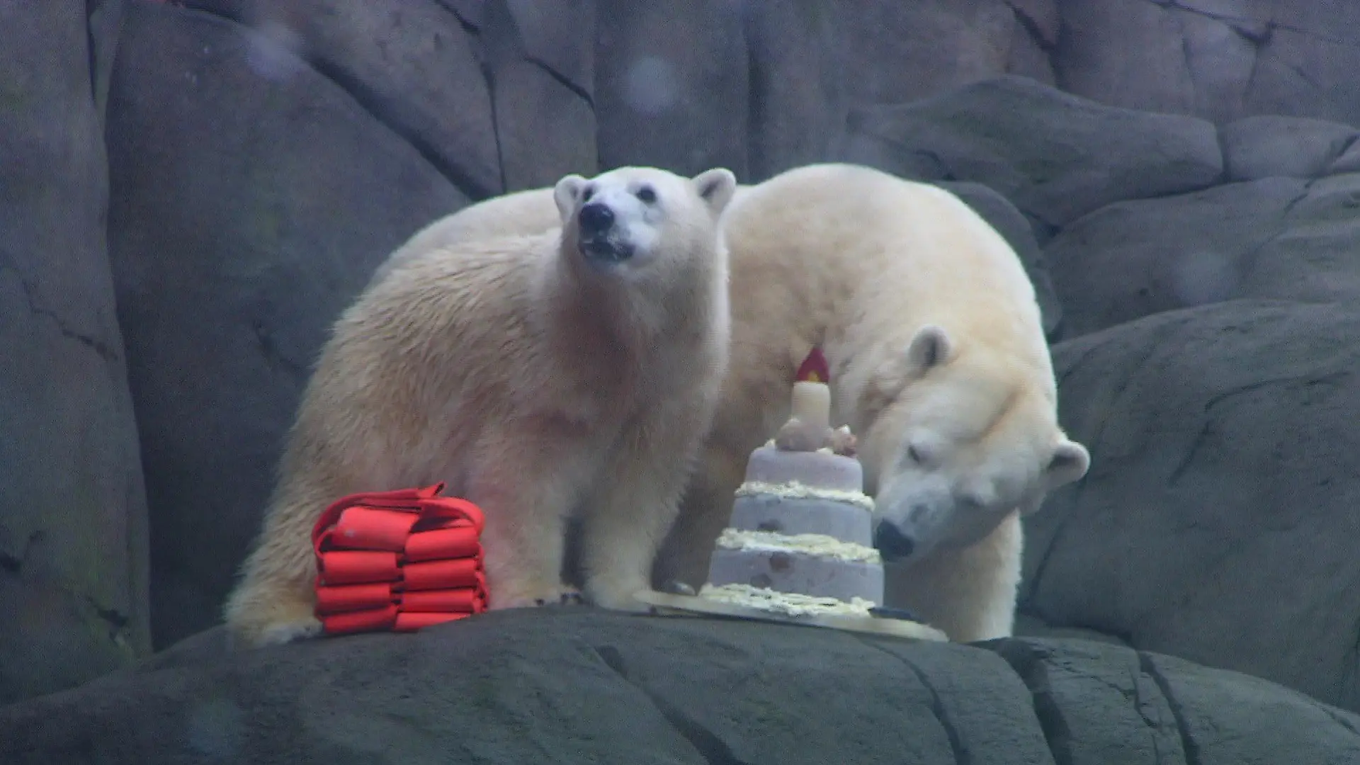 Eisbärin Anouk aus dem Tierpark Hagenbeck hat am 19. Dezember Geburtstag.