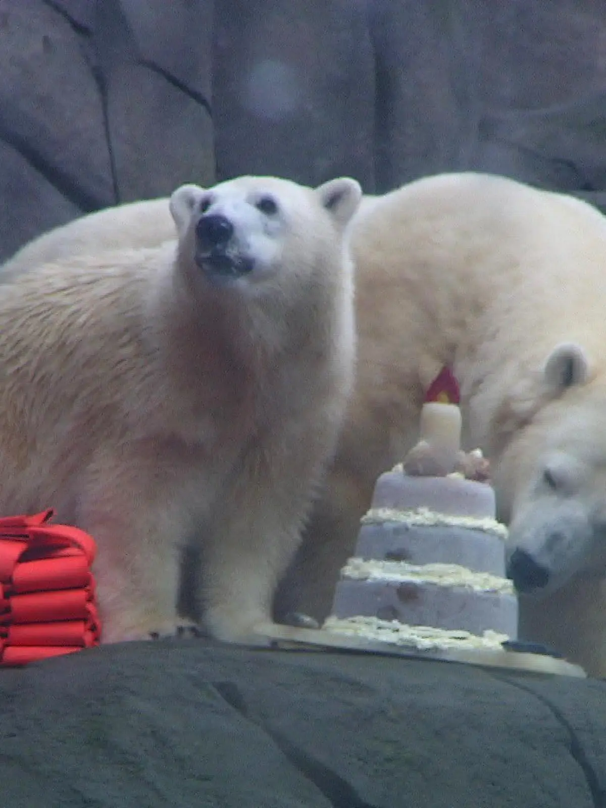 Eisbärin Anouk aus dem Tierpark Hagenbeck hat am 19. Dezember Geburtstag.