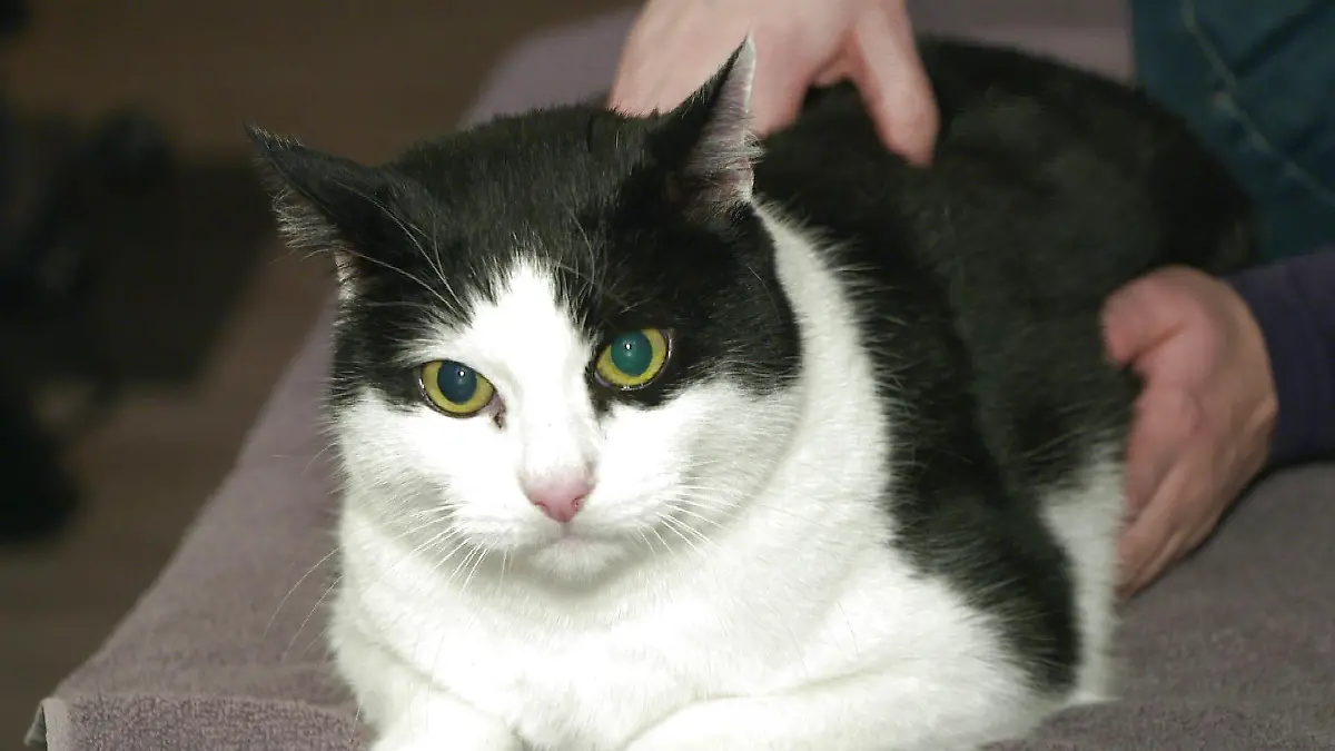 Kater Hunter während der Behandlung bei Tier-Chiropraktikerin Jasmin Hochfeld.