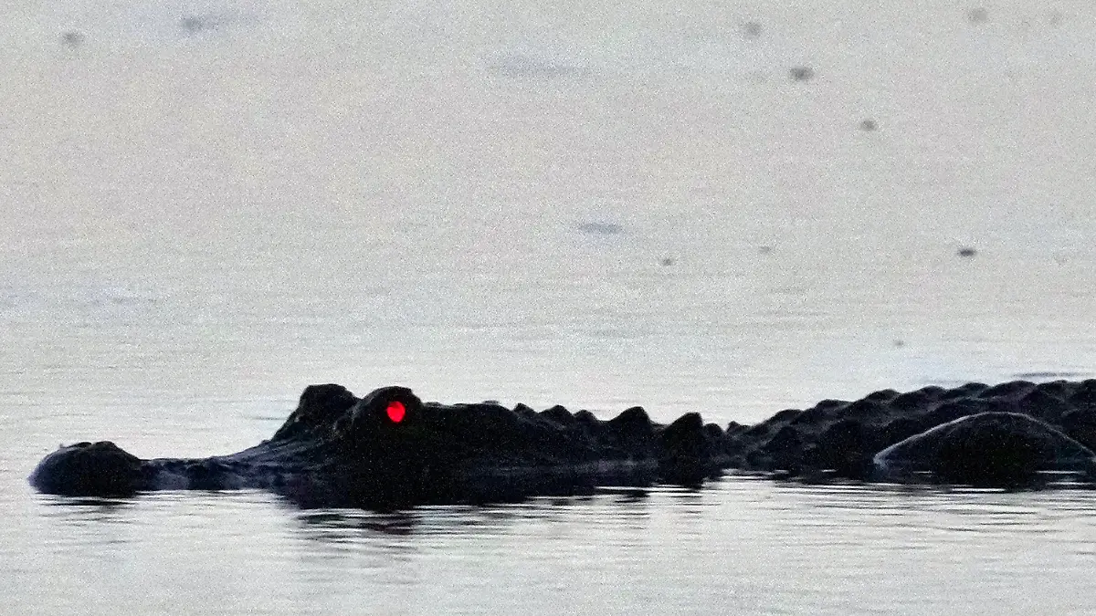 An alligator eye glows red as it cruises the shallow water looking for food before sunrise at the Canaveral National Seashore Wednesday, Aug. 31, 2022, in Titusville, Fla. (AP Photo/Chris O'Meara)
