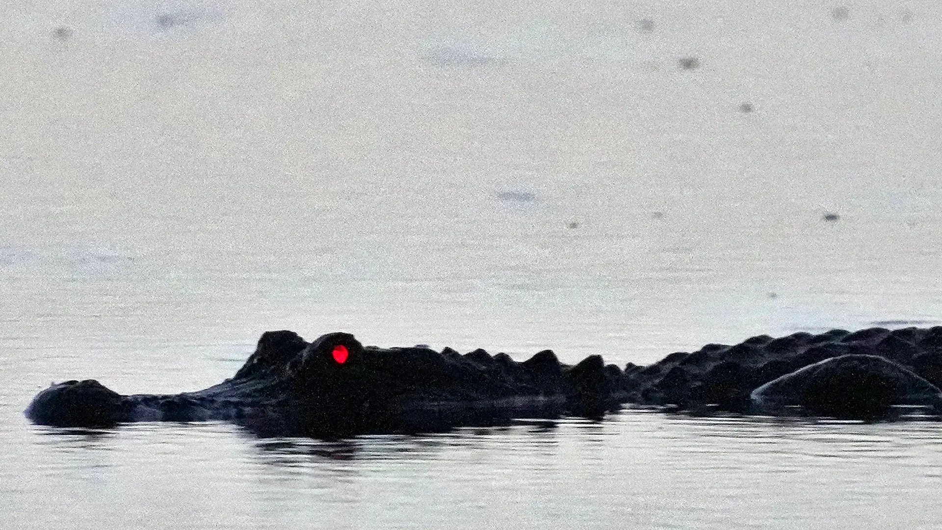 An alligator eye glows red as it cruises the shallow water looking for food before sunrise at the Canaveral National Seashore Wednesday, Aug. 31, 2022, in Titusville, Fla. (AP Photo/Chris O'Meara)