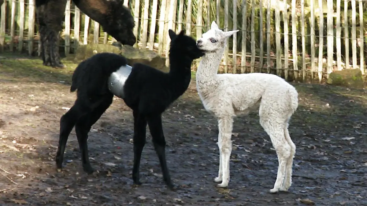 Ein schwarzes und ein weißes Alpakafohlen kuscheln miteinander.
