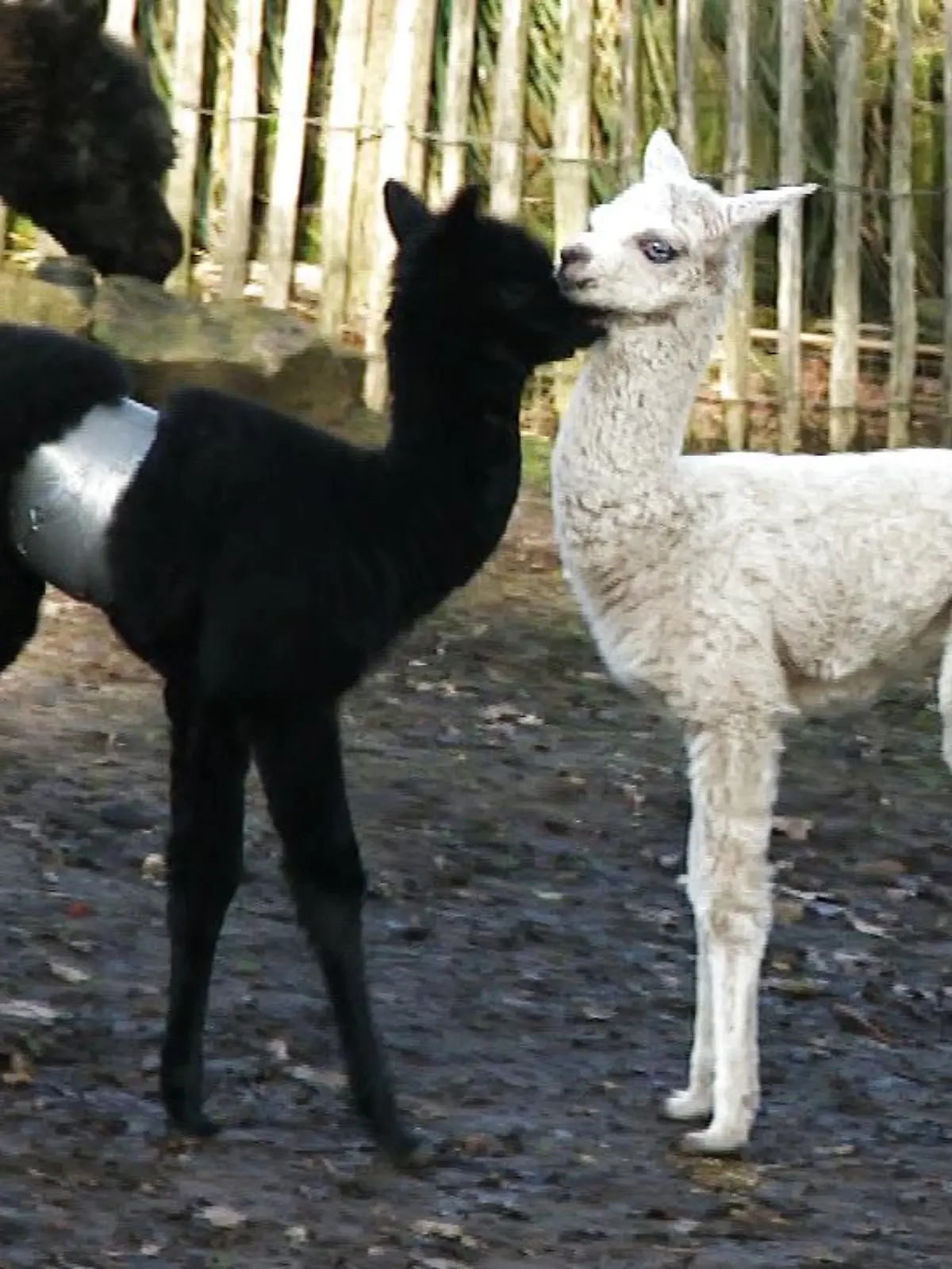 Ein schwarzes und ein weißes Alpakafohlen kuscheln miteinander.