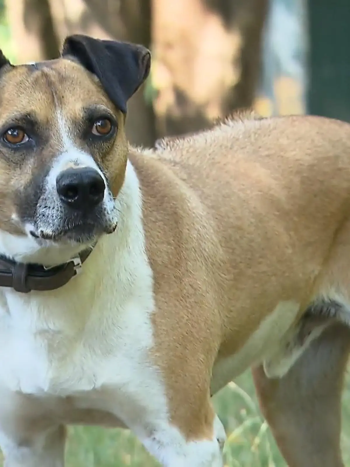 Der Ridgeback Mischling Laiko ist schon seit sechs Jahren im Tierheim Bergheim zu Hause. So langsam wird es aber Zeit für ein neues liebevolles Heim im Grünen, mit ganz viel Platz zum Toben. Hat Laiko endlich tierisch Glück und findet einen Zweibeiner, mit dem er ein tolles Team bilden kann?