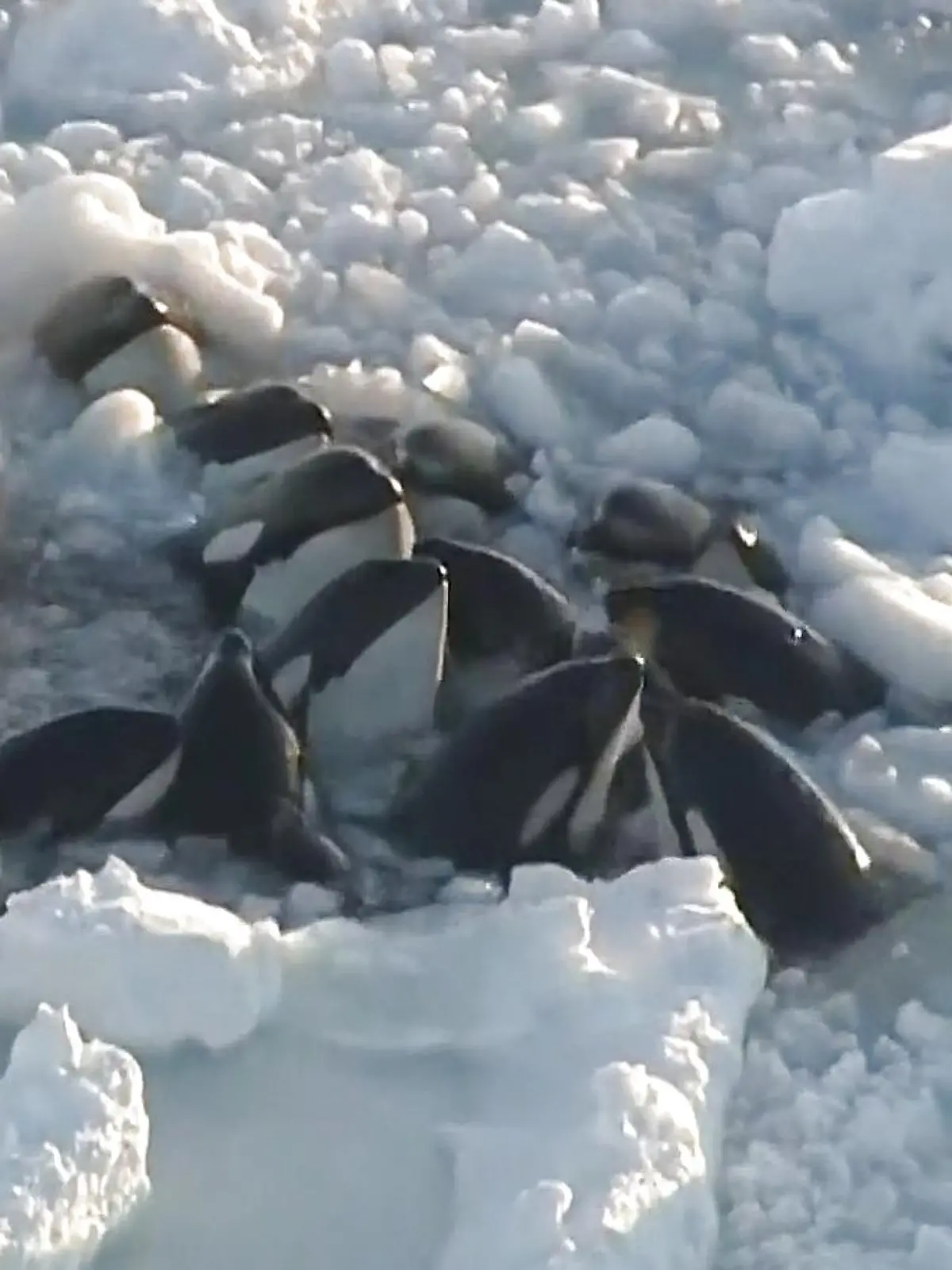 Es sind Bilder, an denen man verzweifeln könnte: Eine Gruppe Orca-Wale kämpft um Luft. Die Gruppe mit mindestens zehn Säugetieren findet keinen Weg aus dem dichten Eis und gerät immer mehr in Not. Aufgrund der Eisdichte ist es nicht möglich, sie per Schiff zu erreichen und zu retten. Die dramatischen Aufnahmen zeigen wir im Video.
