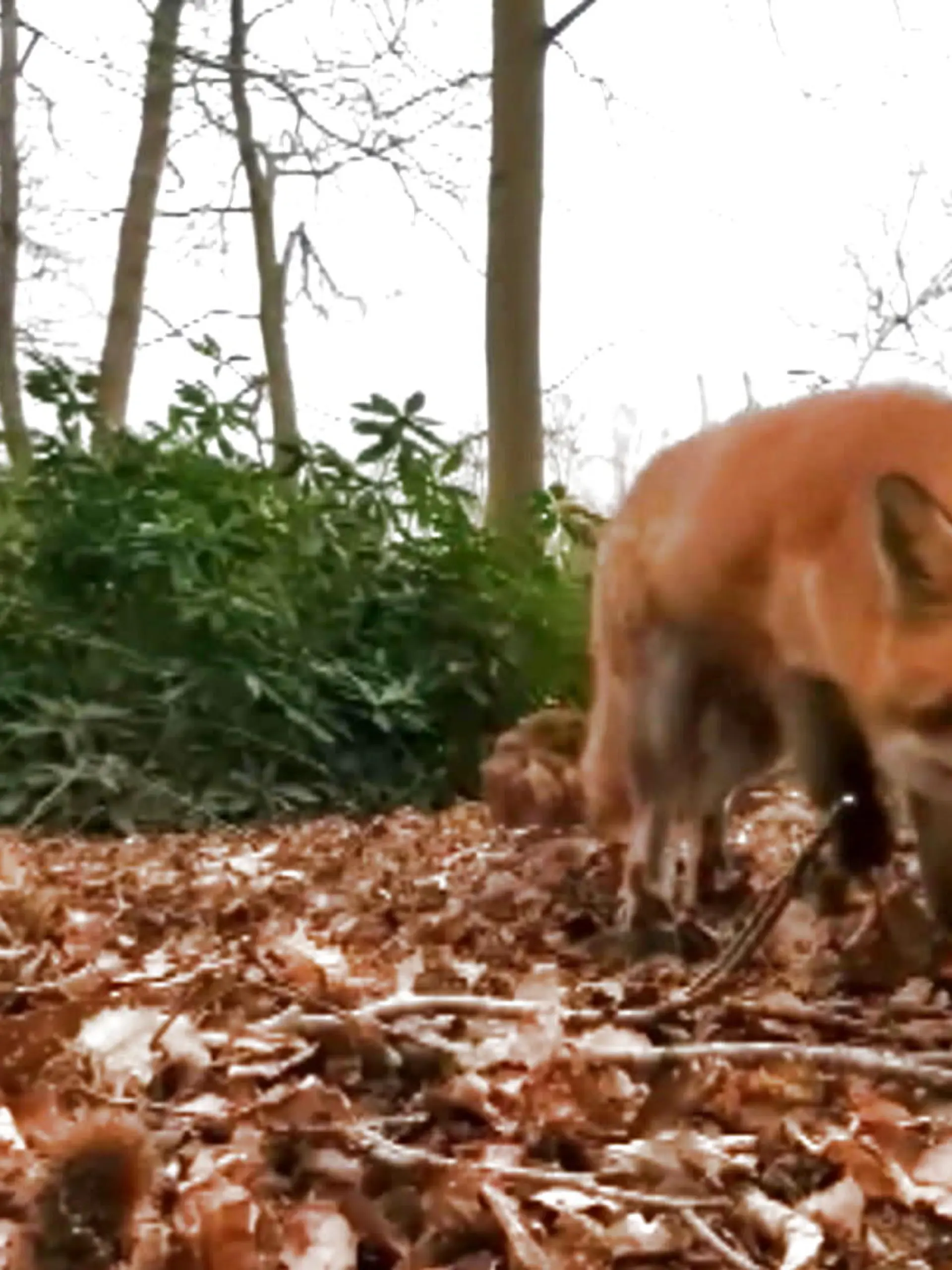 Eigentlich macht sich Ben Fitzcosta gerade Notizen und möchte ein Video von einem verletzten Fuchs in einem Wald in England aufnehmen. Doch da hat er die Rechnung ohne den Frechdachs gemacht. Denn der Fuchs schnappt sich das Handy des Tierschützers und rennt weg. Ob der Mann sein Handy jemals wiedergesehen hat? Das verraten wir im Video.