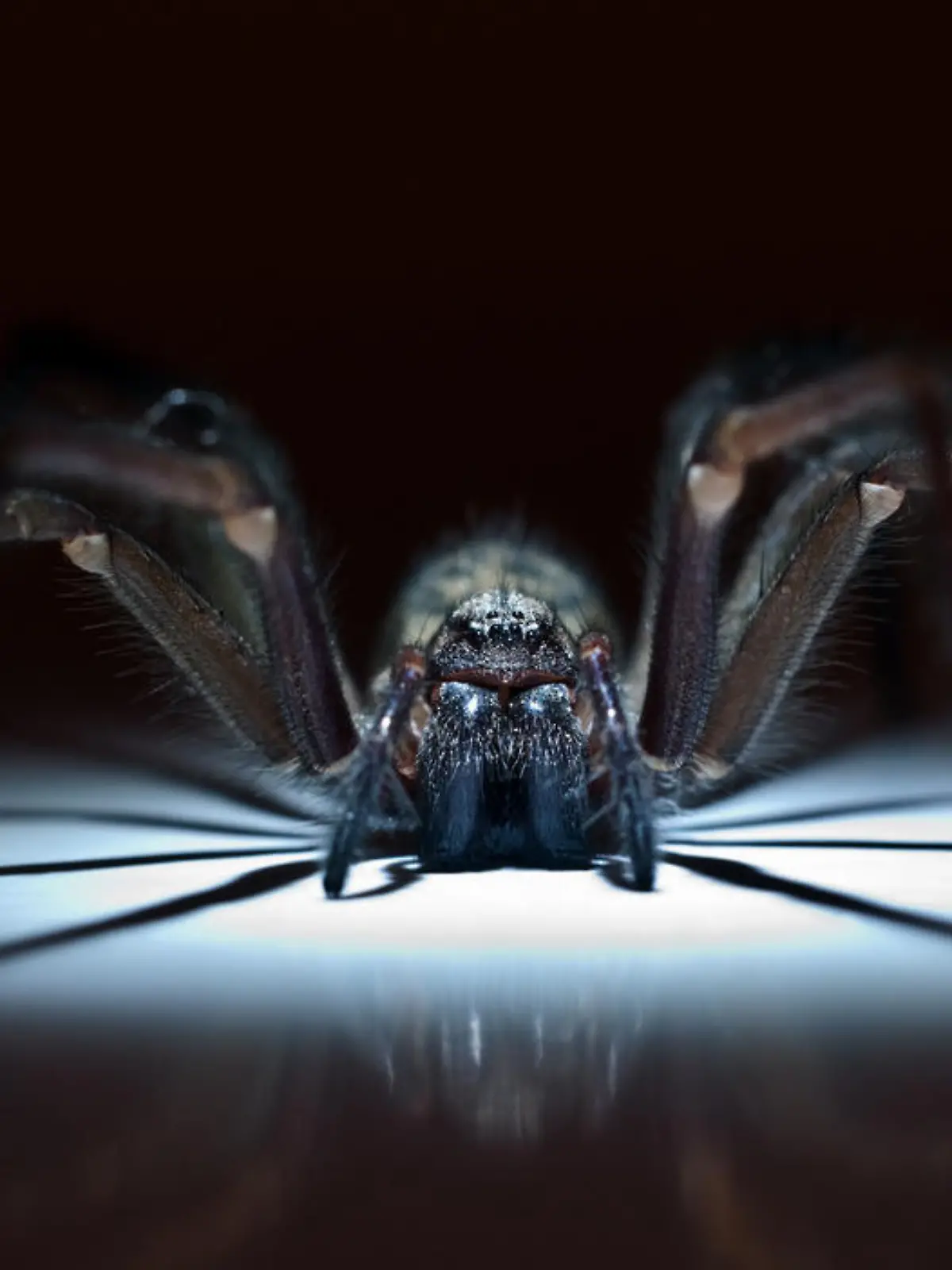 Vielleicht haben Sie auch schon eine im Haus entdeckt? Es wird nachts kälter und da flüchten sie vermehrt in die Häuser. Viele bekommen da eine Gänsehaut. Regelrecht pure Panik beim Anblick von Spinnen bekommen die drei Frauen in unserem Video. Jetzt wollen sie ihre Spinnenphobie bekämpfen - ohne Therapeuten, sondern mit Mantra, Atemtechnik und einer App. Ob’s wirklich klappt und sie am Ende sogar eine Vogelspinne anfassen können - sehen Sie selbst!