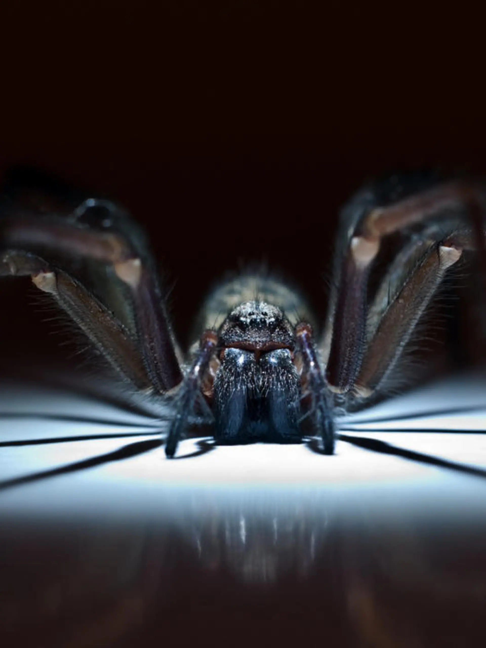 Vielleicht haben Sie auch schon eine im Haus entdeckt? Es wird nachts kälter und da flüchten sie vermehrt in die Häuser. Viele bekommen da eine Gänsehaut. Regelrecht pure Panik beim Anblick von Spinnen bekommen die drei Frauen in unserem Video. Jetzt wollen sie ihre Spinnenphobie bekämpfen - ohne Therapeuten, sondern mit Mantra, Atemtechnik und einer App. Ob’s wirklich klappt und sie am Ende sogar eine Vogelspinne anfassen können - sehen Sie selbst!