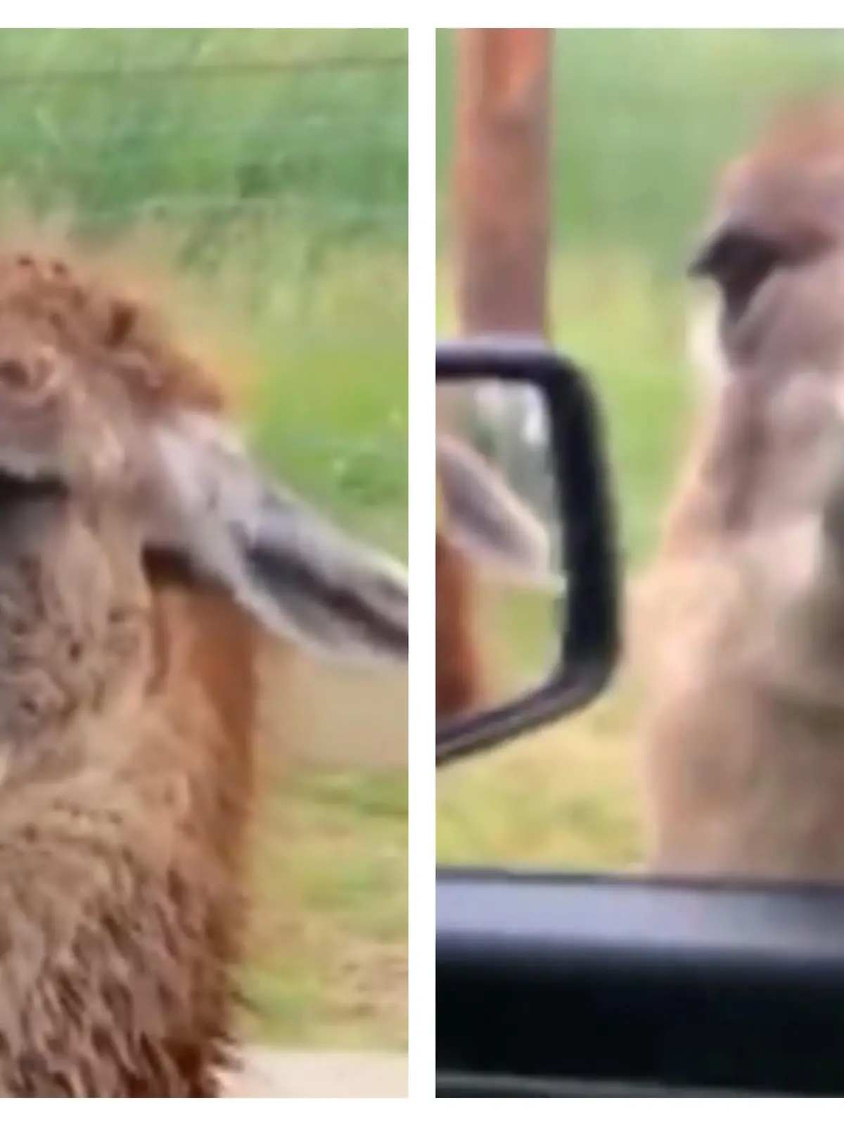 Die Möhren in diesem Auto haben wohl das Interesse dieses Lamas erweckt. Doch die Familie im Auto füttert es mit anderem Futter. Das gefällt dem Lama so gar nicht.