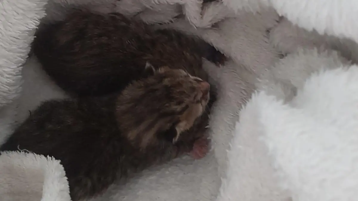 gesicherte Kitten