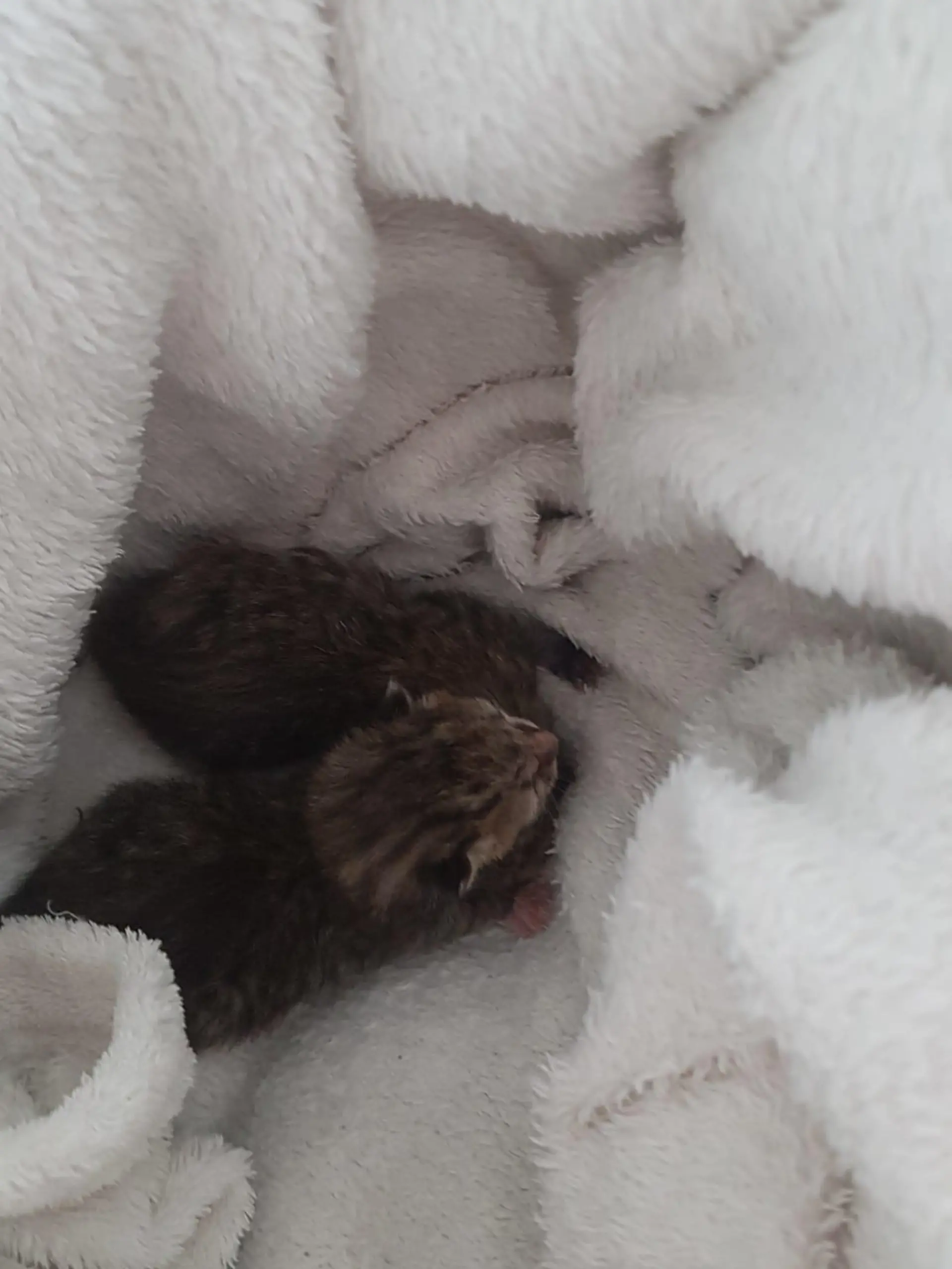 gesicherte Kitten