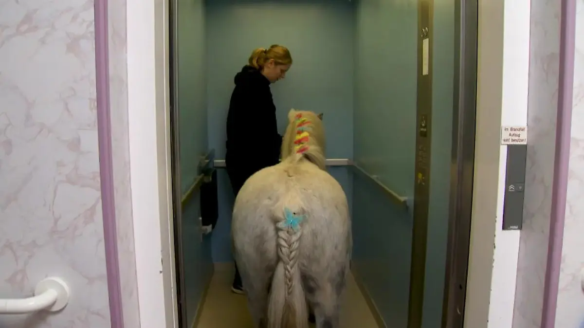 Die Shetland-Ponys sind so brav, dass sie sogar Aufzug fahren.