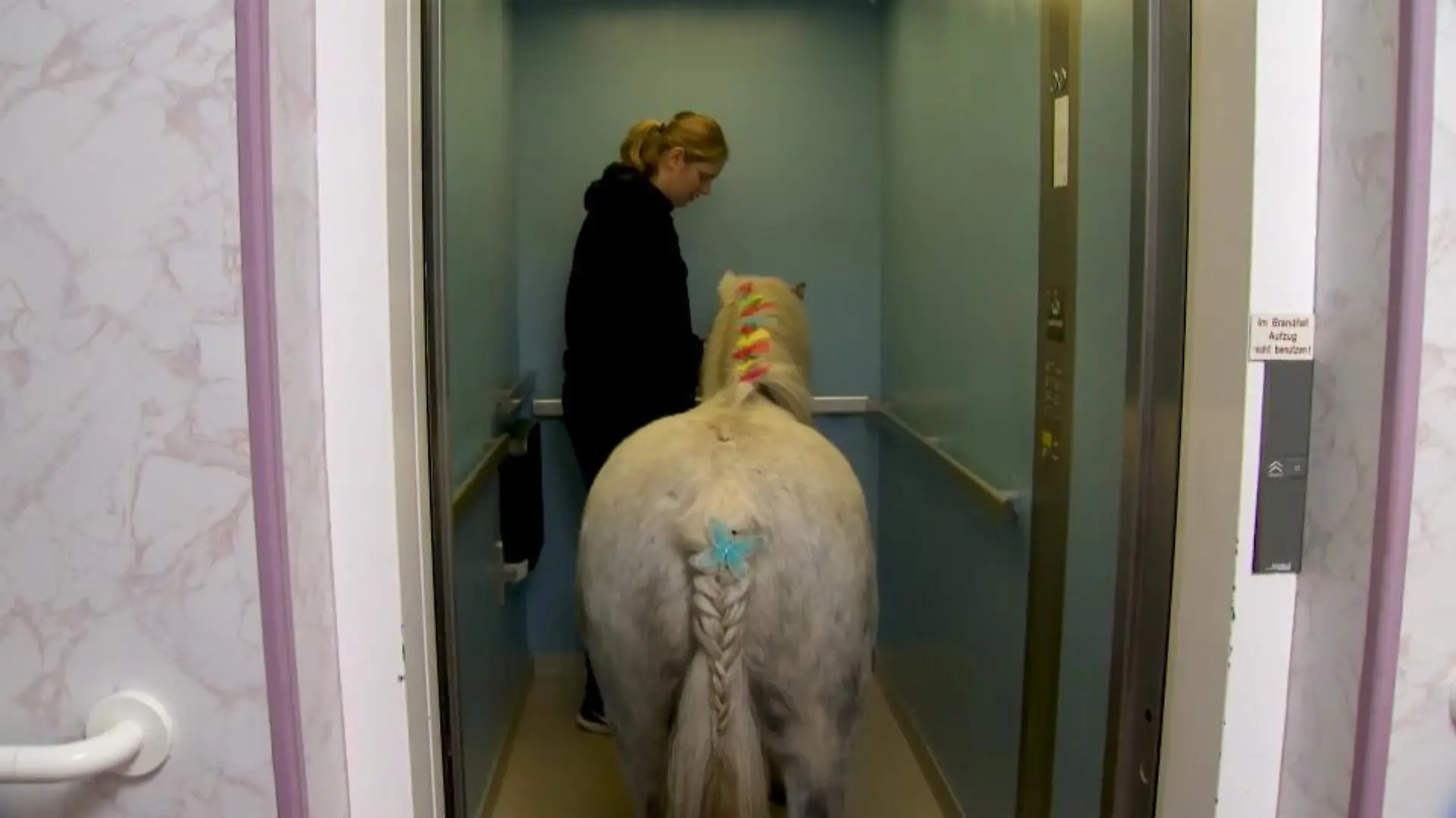 Die Shetland-Ponys sind so brav, dass sie sogar Aufzug fahren.
