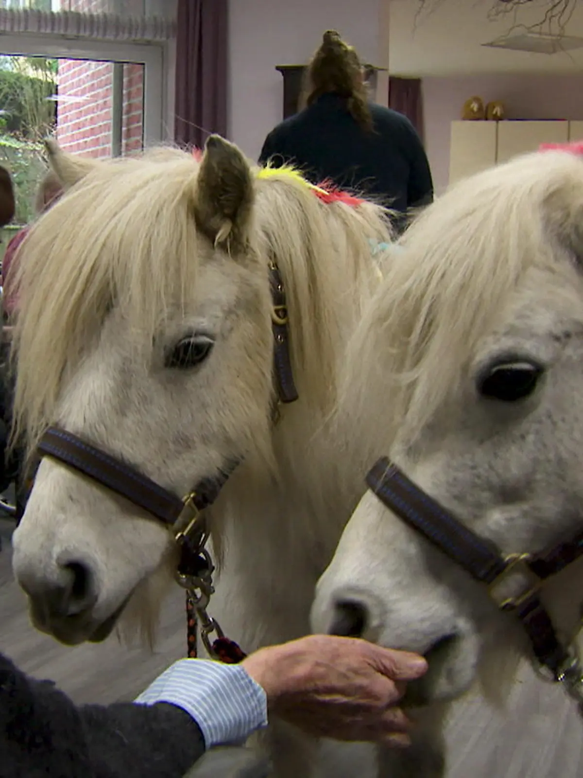 In einer Seniorenresidenz sind regelmäßig Ponys zu Gast. Zwei an der Zahl, die von den Bewohnern gestreichelt und gefüttert werden dürfen.
Und das macht nicht nur Spaß, die Ponys haben auch heilsame Kräfte.