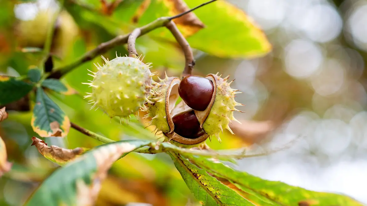 Kastanien lösen sich bei herbstlichem Wetter aus der Fruchthülle.