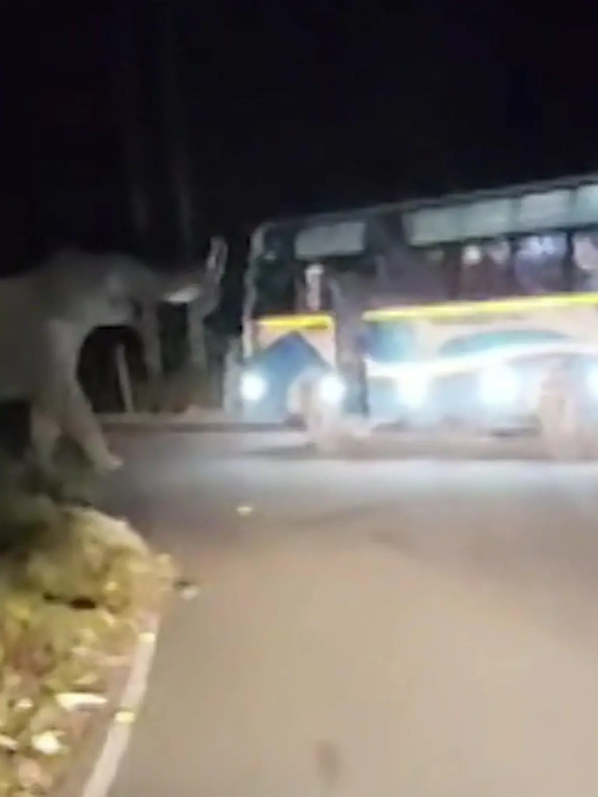 Mit diesem Besuch haben die Passagiere in einem Bus in Indien bestimmt nicht gerechnet! Ein Elefant stoppt das Fahrzeug nämlich mitten auf der Straße. Ein paar Fenster sind bei seinem Besuch auch zu Bruch gegangen. Den ganzen Vorfall seht ihr im Video.