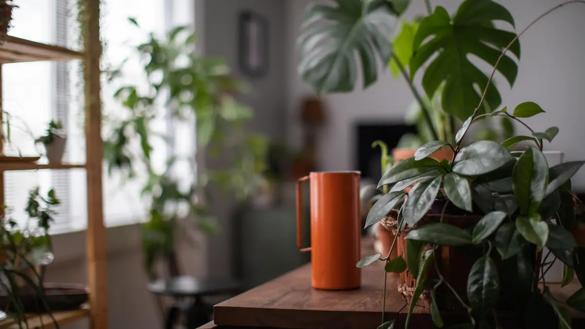 It’s watering day. Houseplant and watering jar on a table in a cozy living room