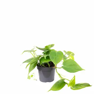 Philodendron eine Pflanze