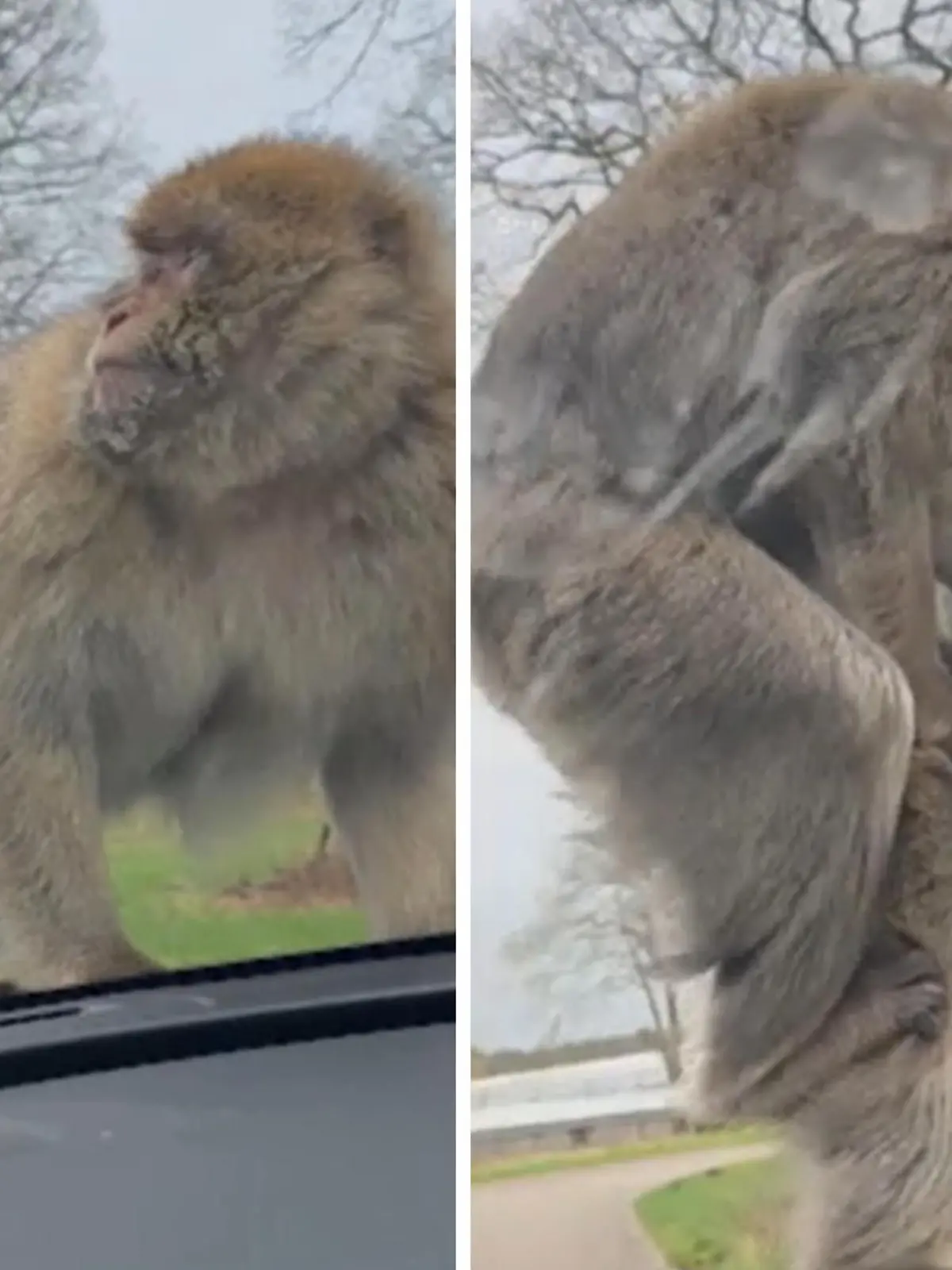 Hier wird es wild! Zwei Affen hüpfen in einem Tierpark in England zuerst auf eine Motorhaube und wenig später aufeinander. Die beiden Primaten liefern der Familie, die in dem Auto sitzt, eine richtige Show. Dabei wollte Amy Crisp doch nur einen kinderfreundlichen Ausflug in den Safari-Park machen. Den ganzen Akt zeigen wir euch im Video.