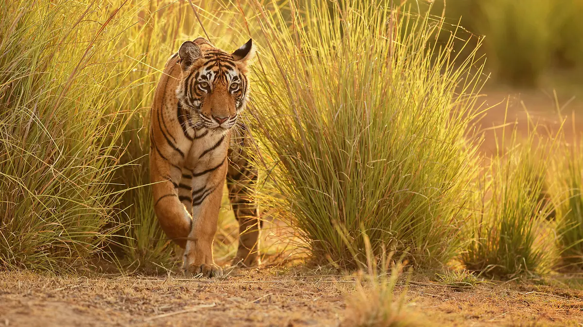 Tiger in a beautiful golden light in the nature habitat, Ranthambhore National Park, India
