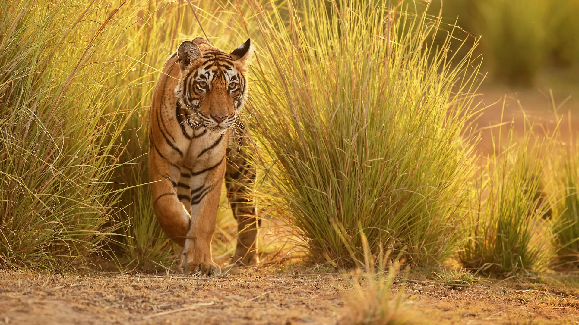 Tiger in a beautiful golden light in the nature habitat, Ranthambhore National Park, India