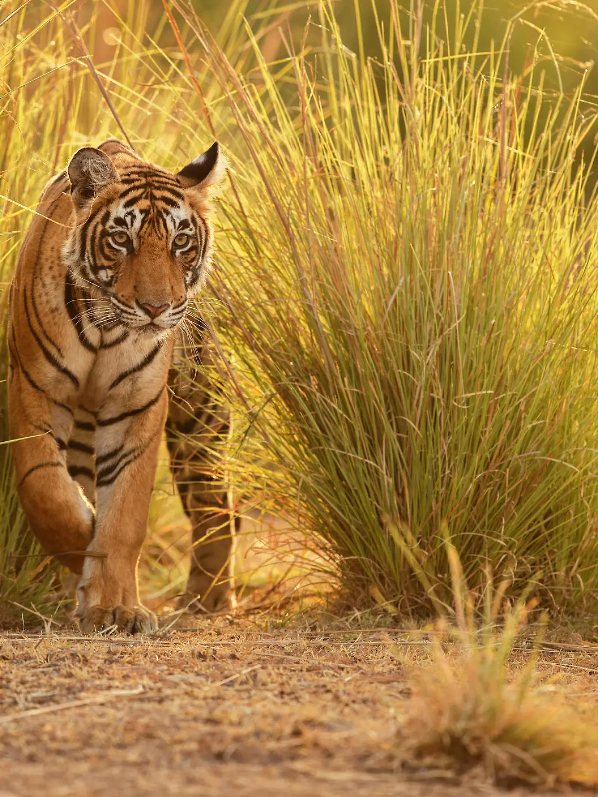 Tiger in a beautiful golden light in the nature habitat, Ranthambhore National Park, India