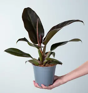 Philodendron 'Imperial Red' S