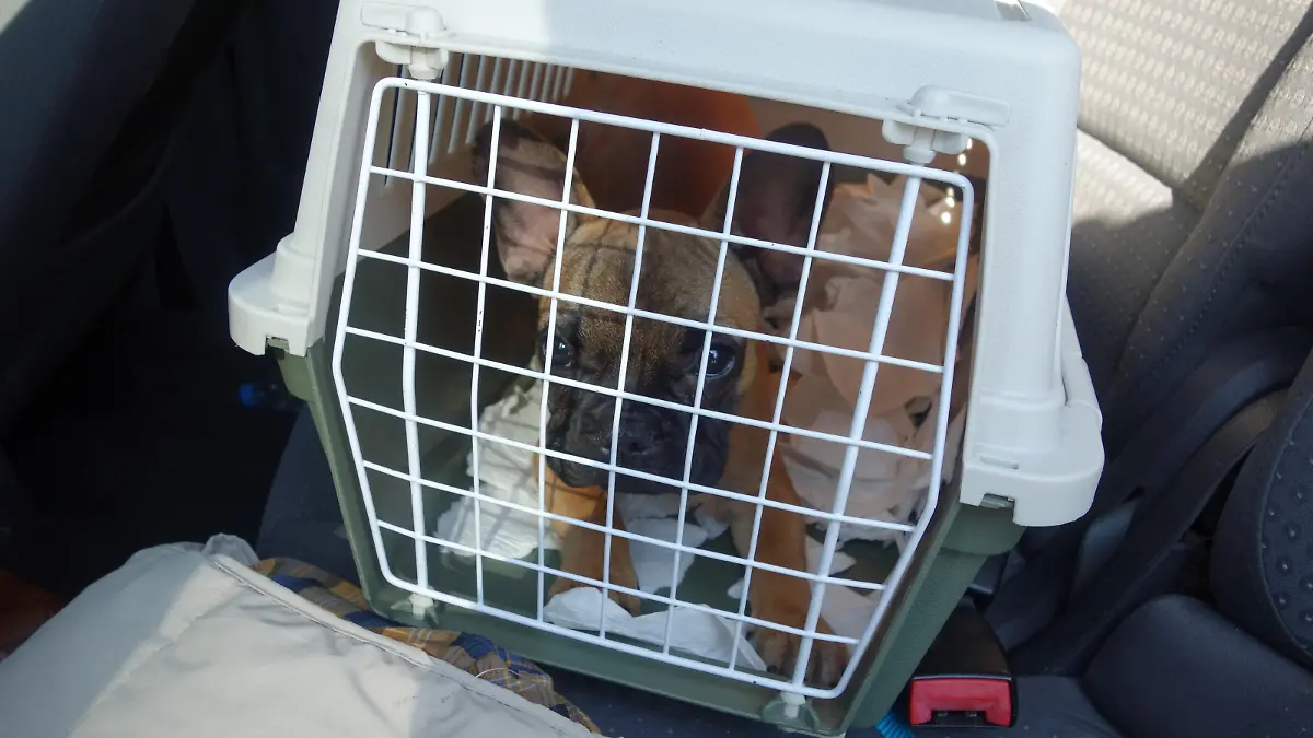 Hundewelpe in Transportbox