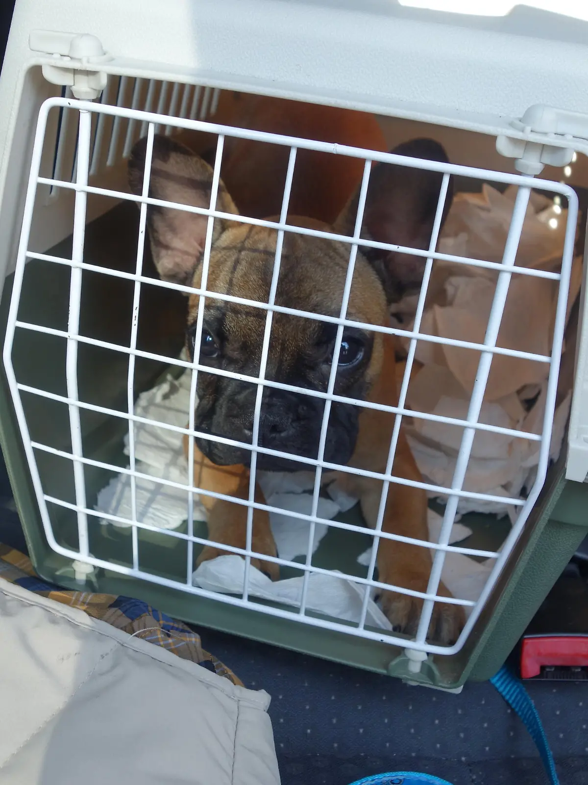 Hundewelpe in Transportbox