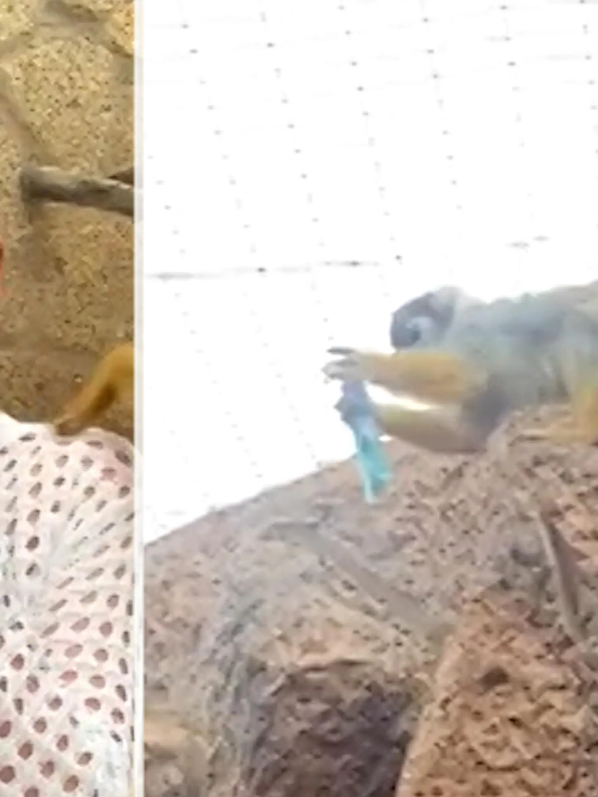 Ein Äffchen wird zum tierischen Dieb. Nachdem es etwas in der Tasche der Touristin gewühlt hat, ergreift es die Flucht. Warum das Opfer so geschockt ist, seht ihr im Video.