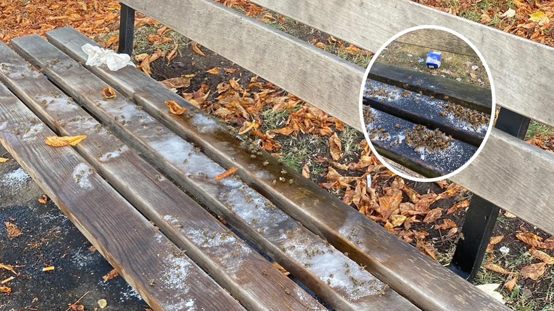 Unbekannte verstreuen Zucker auf Parkbänken in Kassel
