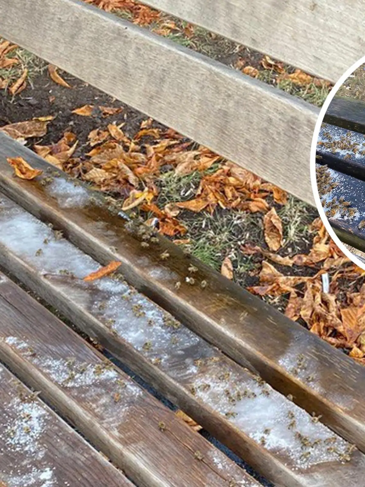 Unbekannte verstreuen Zucker auf Parkbänken in Kassel