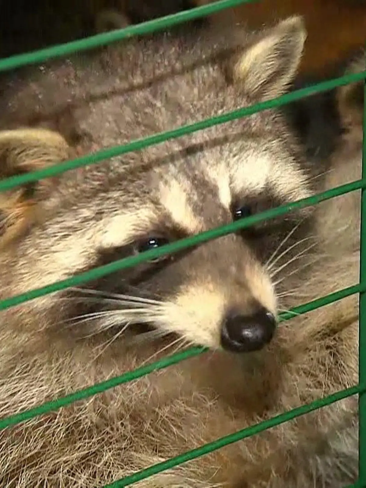 Bild zu: "Tierschützerin klagt "