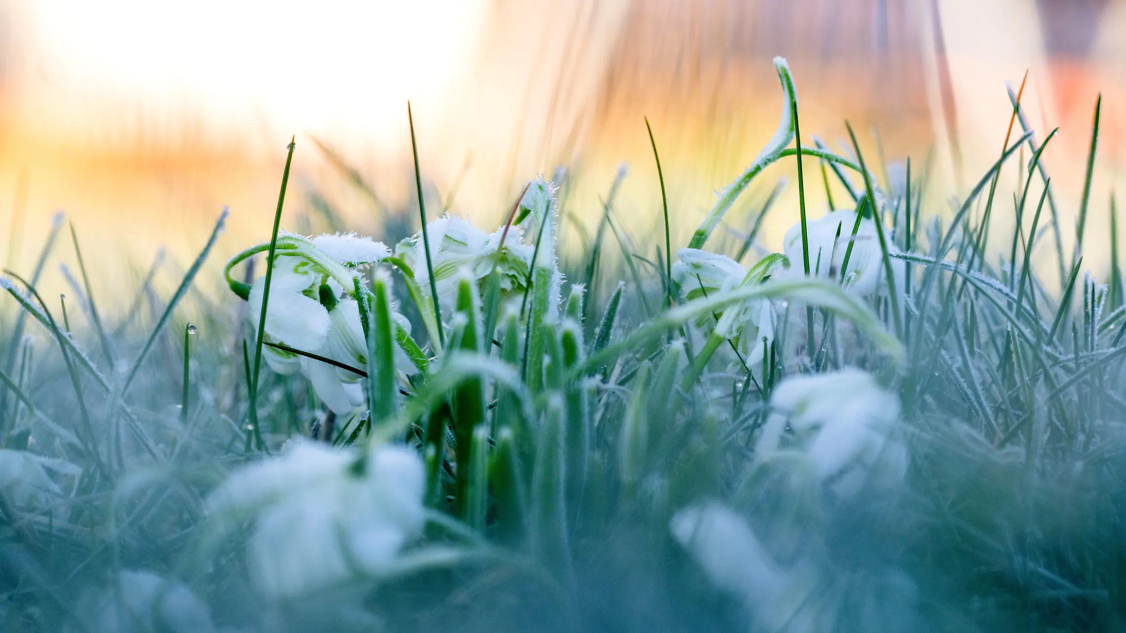 ARCHIV - 25.02.2024, Bayern, Untermerzbach: Eiskristalle haben sich auf den Blütenblättern von Schneeflöckchen gebildet, im Gras hängen erste Tautropfen von der Morgensonne.  (zu dpa: «Frostige Nächte für den Norden angekündigt») Foto: Pia Bayer/dpa +++ dpa-Bildfunk +++