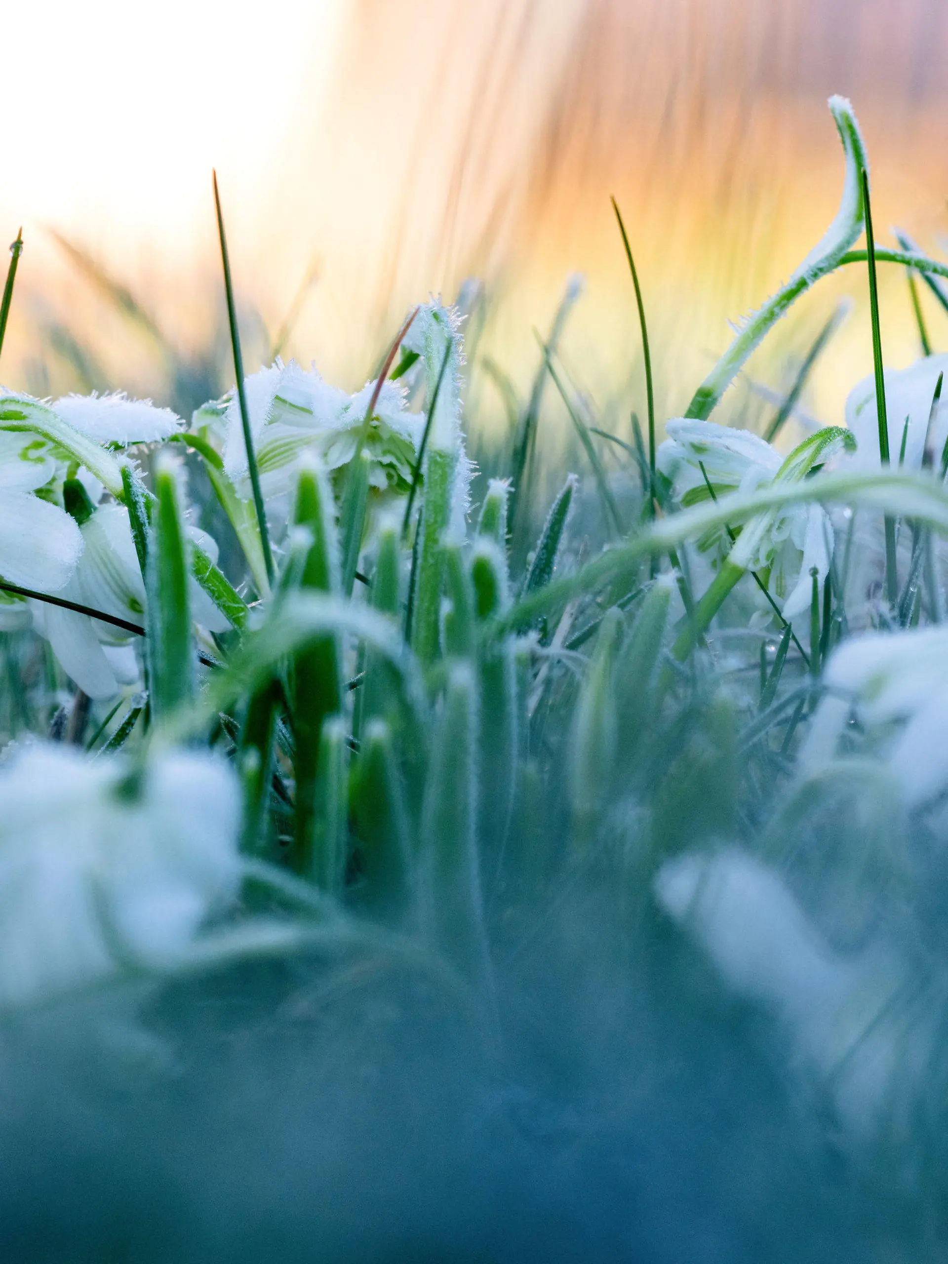 ARCHIV - 25.02.2024, Bayern, Untermerzbach: Eiskristalle haben sich auf den Blütenblättern von Schneeflöckchen gebildet, im Gras hängen erste Tautropfen von der Morgensonne.  (zu dpa: «Frostige Nächte für den Norden angekündigt») Foto: Pia Bayer/dpa +++ dpa-Bildfunk +++