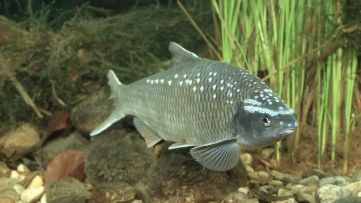 Frauennerfling (Rutilus pigus virgo), im trueben Wasser, Slowenien | Danubian roach (Rutilus pigus virgo), in caliginous water, Slovenia