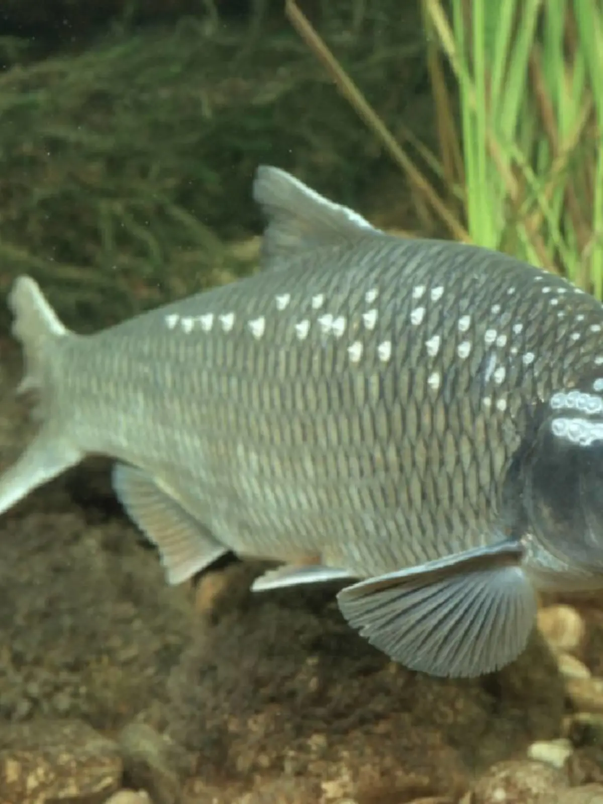 Frauennerfling (Rutilus pigus virgo), im trueben Wasser, Slowenien | Danubian roach (Rutilus pigus virgo), in caliginous water, Slovenia