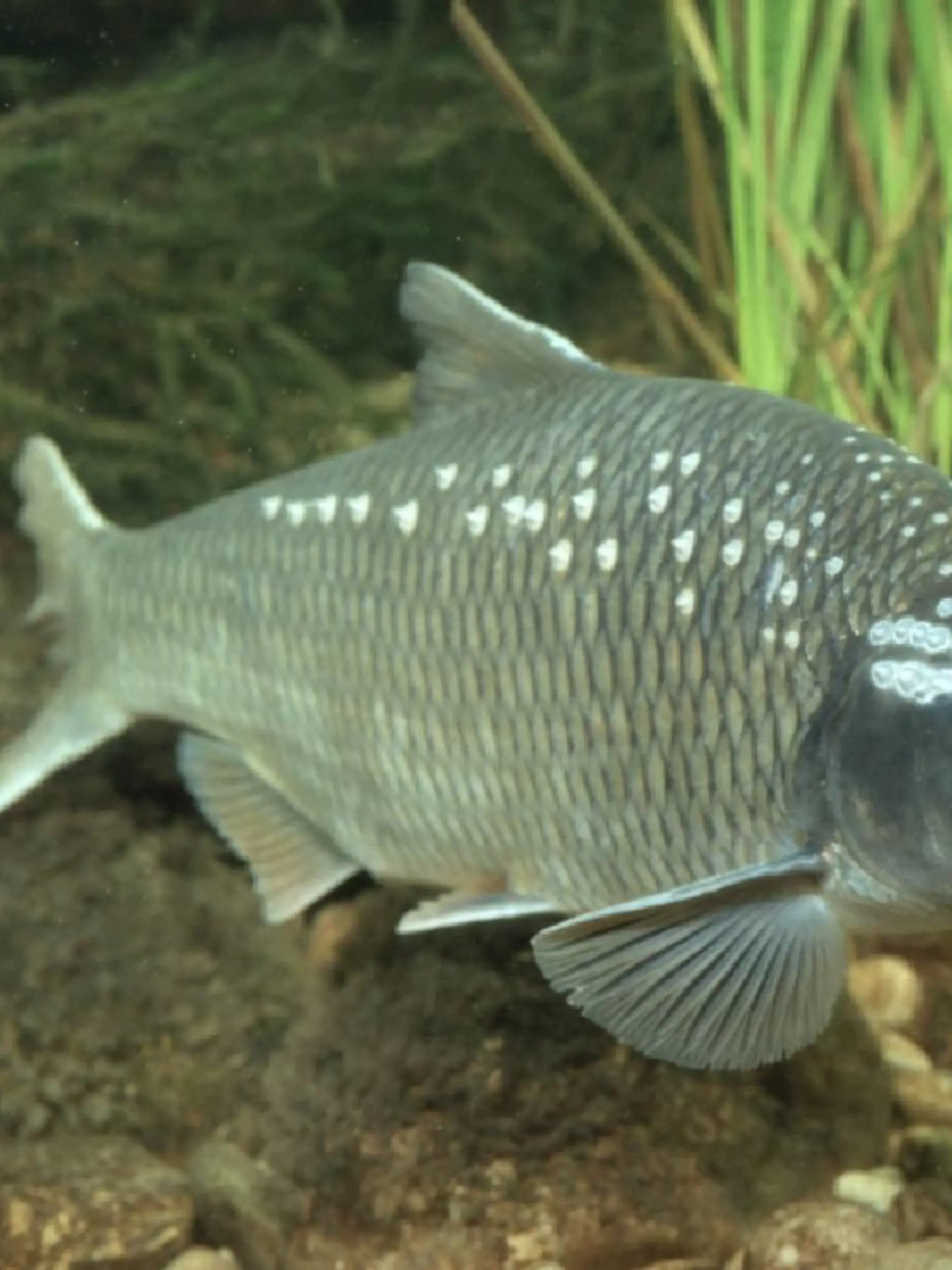 Frauennerfling (Rutilus pigus virgo), im trueben Wasser, Slowenien | Danubian roach (Rutilus pigus virgo), in caliginous water, Slovenia