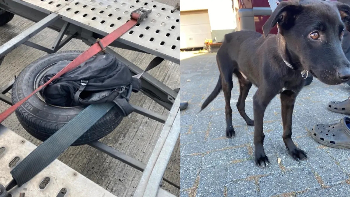 Welpe auf Anhänger festgebunden