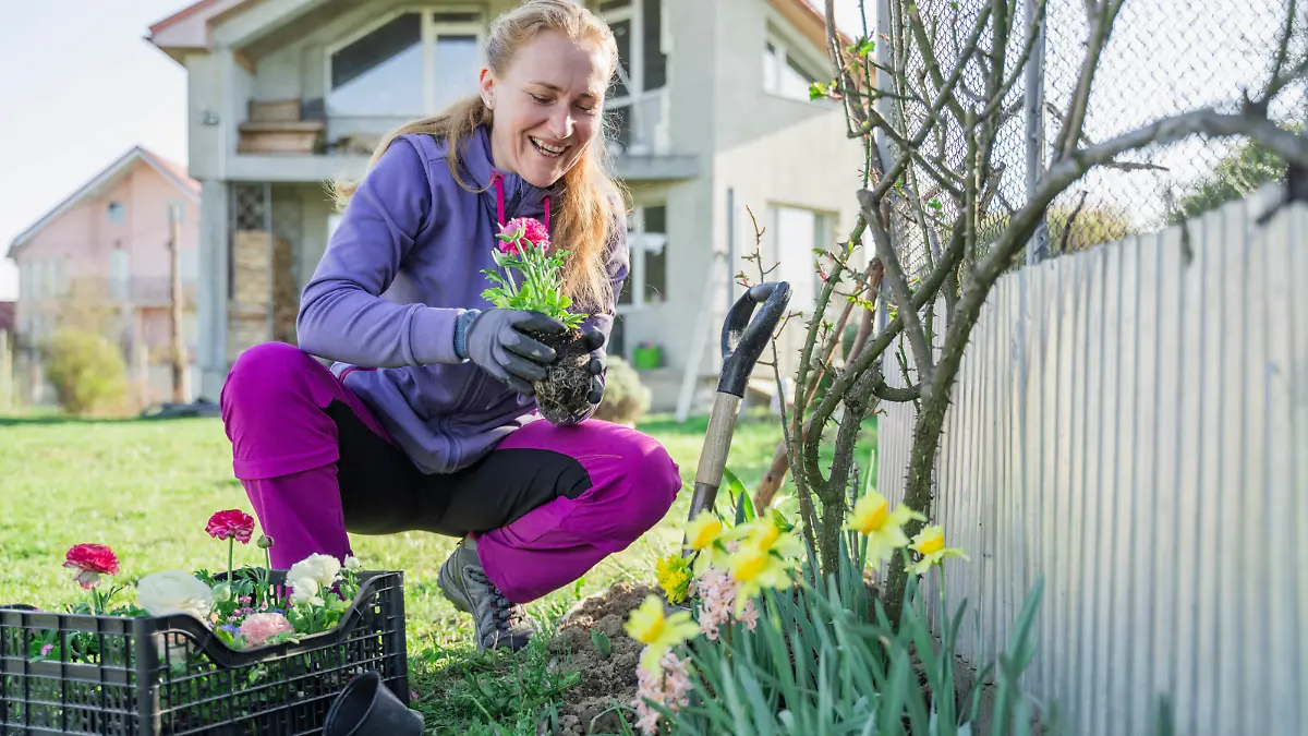 Smiling woman planting ranunculus flowers in garden outside house model released, Symbolfoto property released, OSF00038