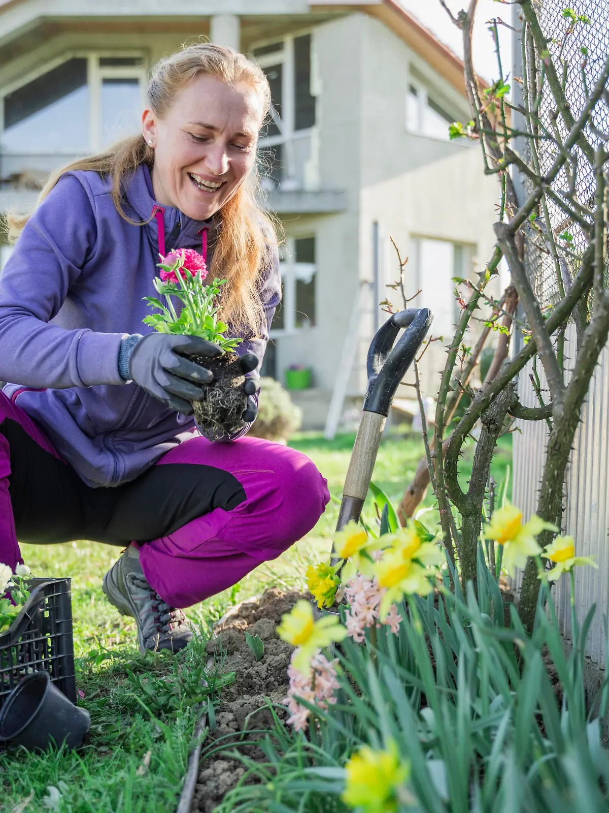 Smiling woman planting ranunculus flowers in garden outside house model released, Symbolfoto property released, OSF00038