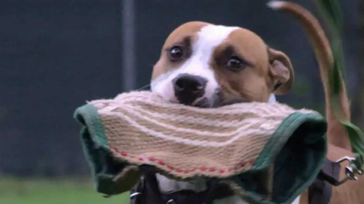 Wurde Kampfhund Elmo zur Bestie erzogen? Er biss Joggerin tot