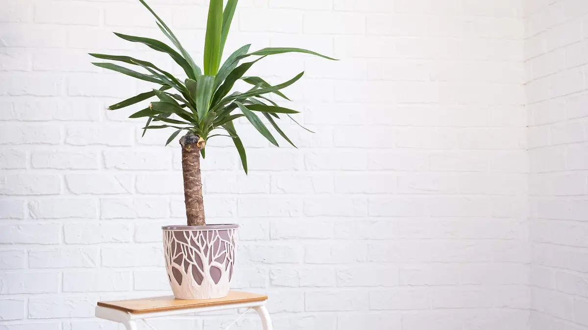 Dracaena palm yucca in interior on whtite brick wall. Potted house plants, green home decor, care and cultivation