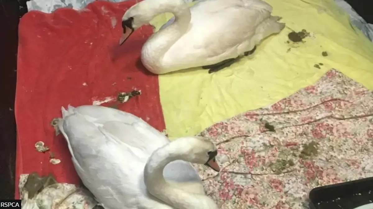 schwan