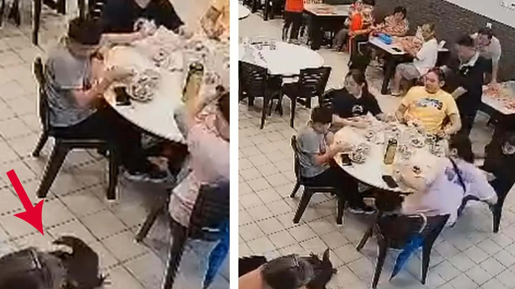 Rattige Reptilien schocken Restaurant