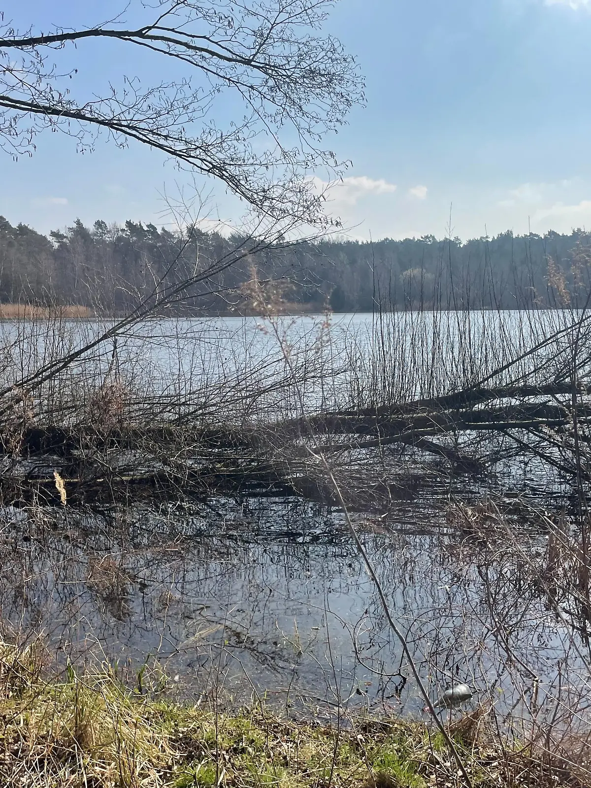An diesem Baggersee in Buxtehude sollen die vier Angeklagten ihr Opfer getötet haben.